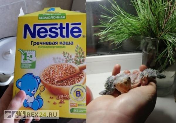 Девушка заменила попугаям мать