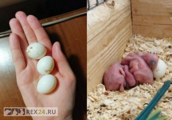 Девушка заменила попугаям мать
